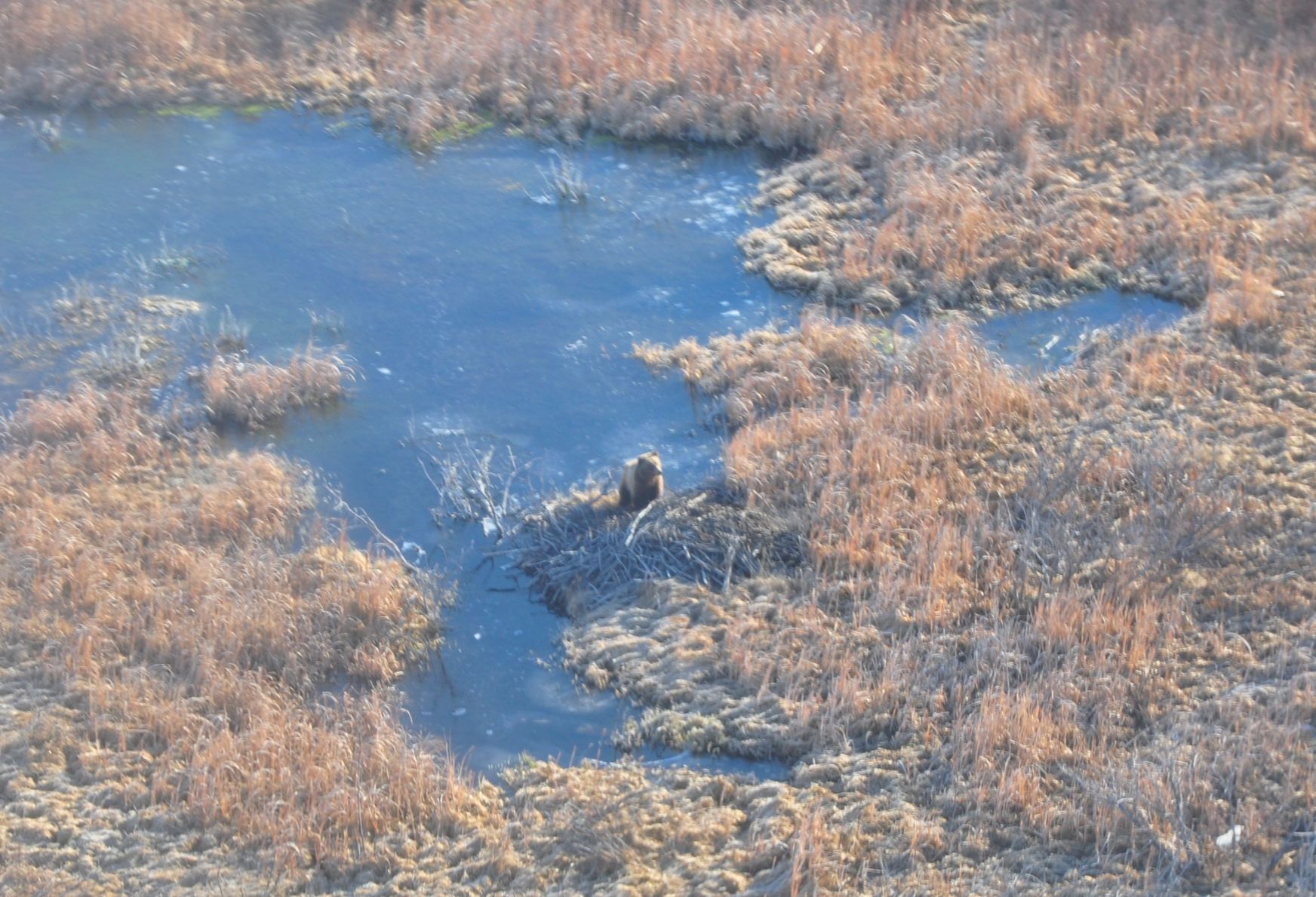 Grizzly digging into beaver den April 2019